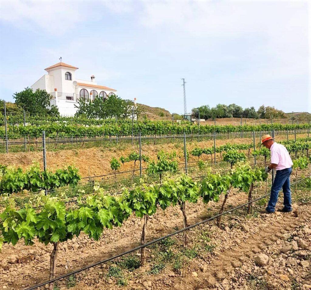 acompanando al vino sin imponerle caminos 8