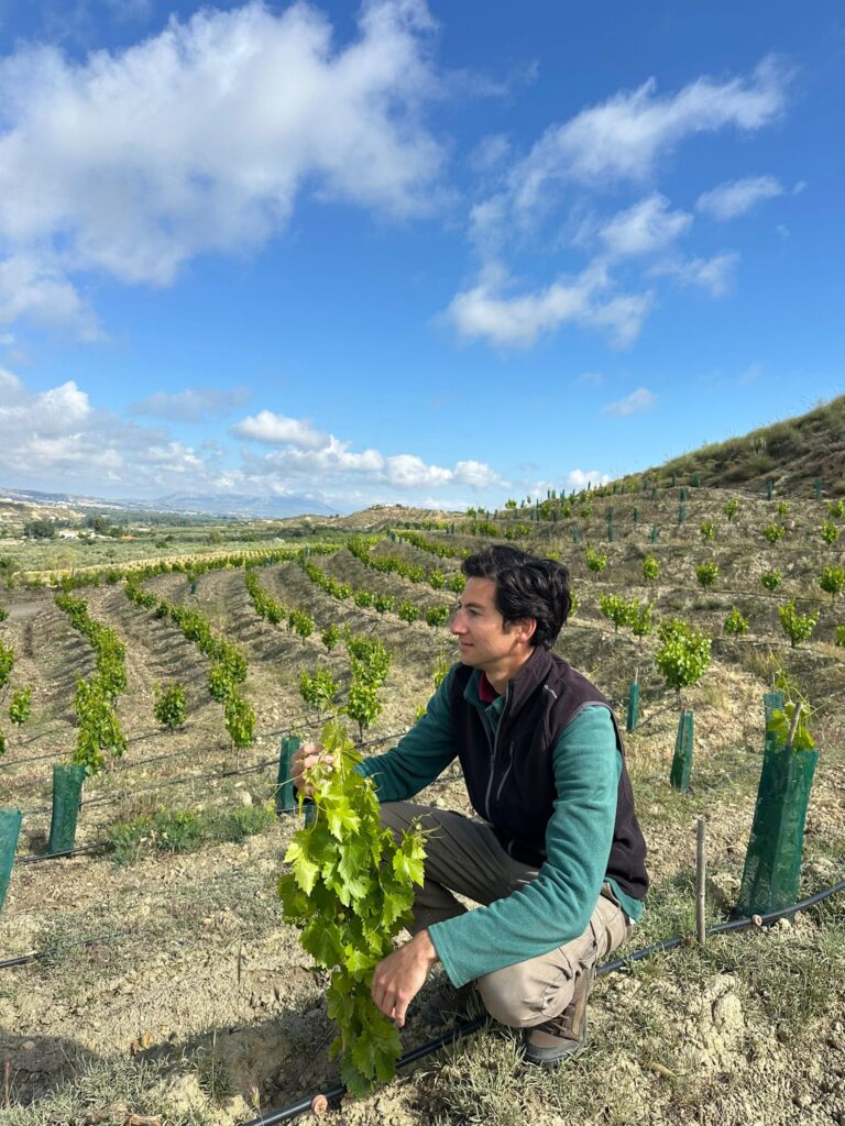 bodegas vilaplana spanish wine lover vinedos bodegas vilaplana