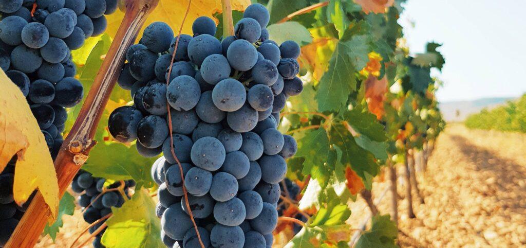 uva tinta bodegas vilaplana granada