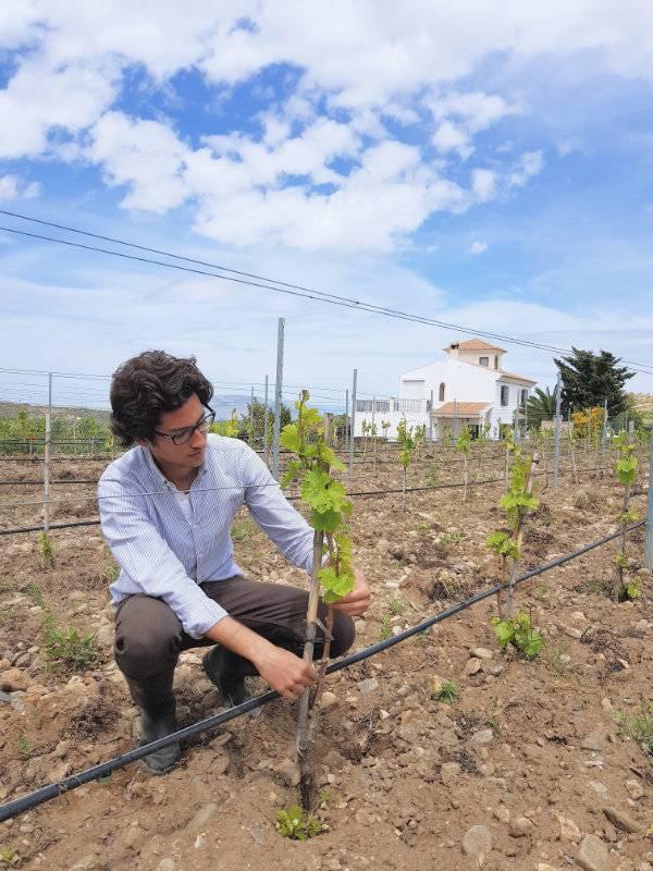 vinedo casa